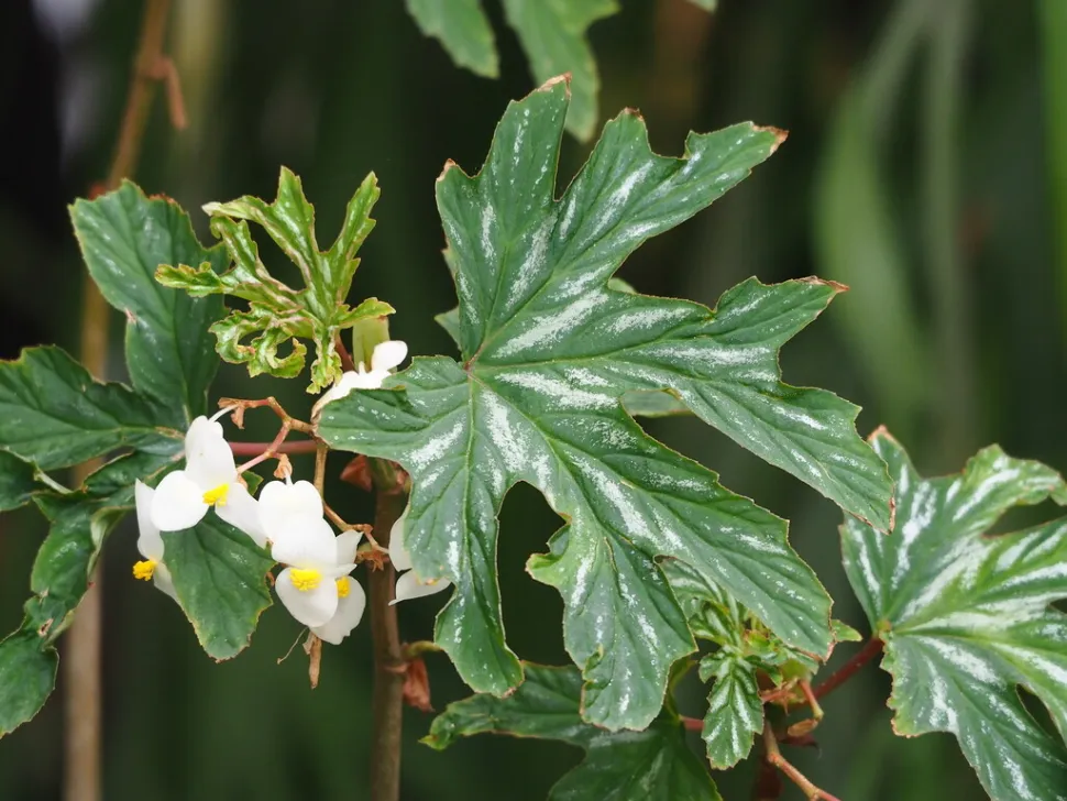 Begonia aconitifollia fiori rosa foglie verdi