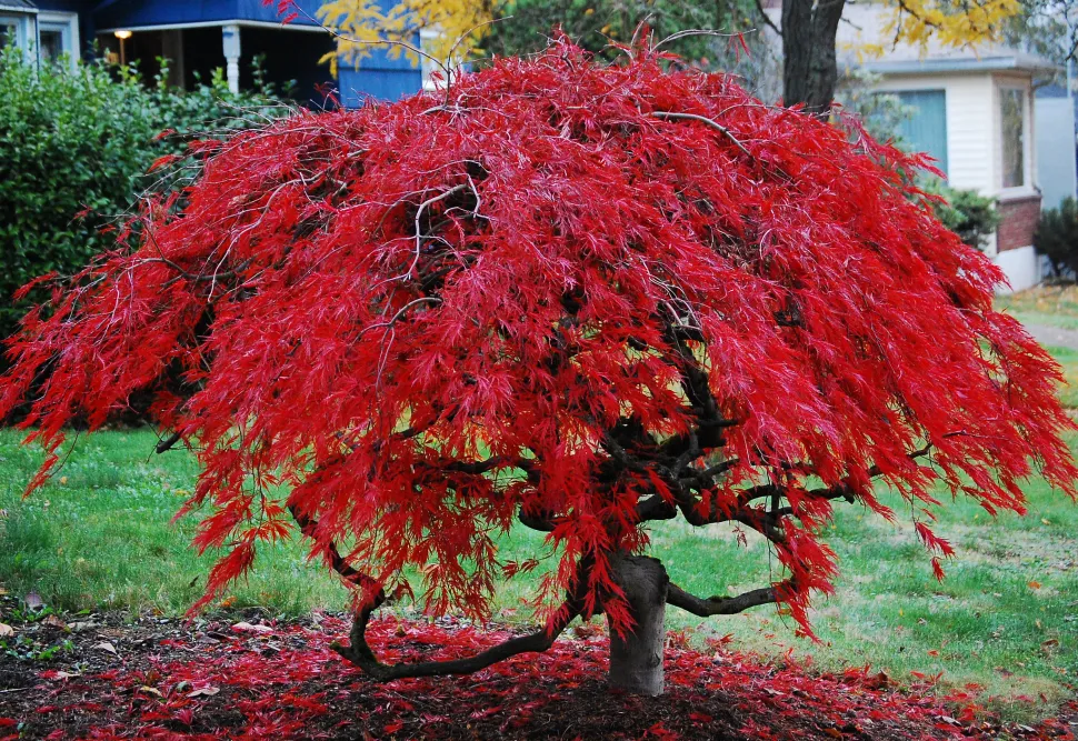 Japanse esdoorn met rood blad