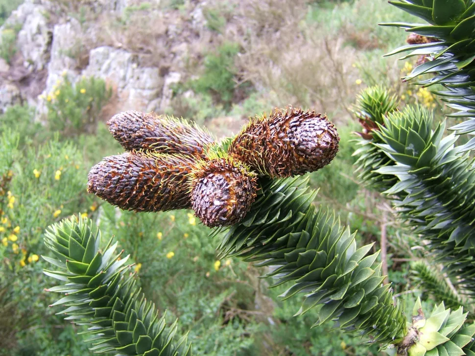 Cônes mâles Araucaria araucana