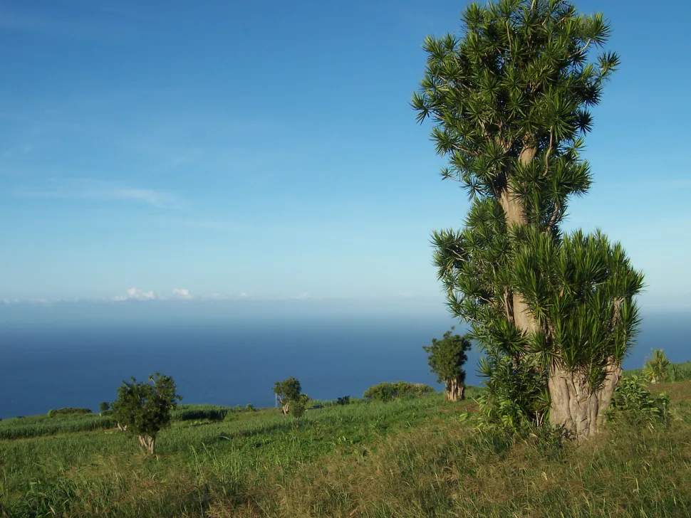 Dracaena reflexa volwassen natuur
