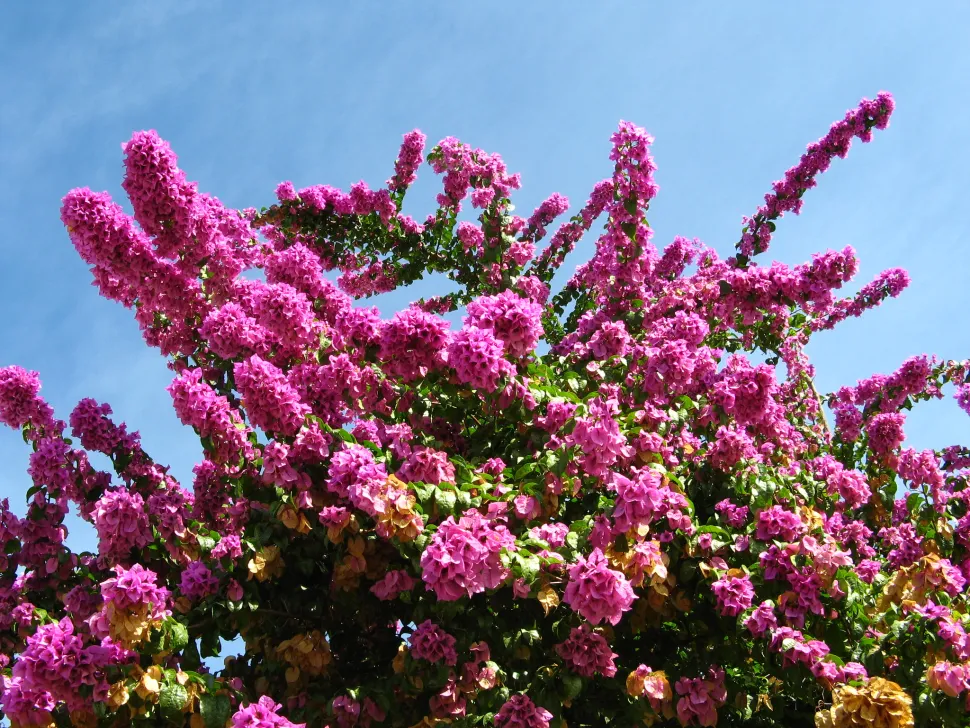 Opvallende bougainville met fuchsia-kleurige schutbladeren