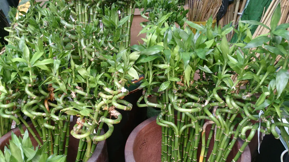 Flere buede stængler af Dracaena braunii