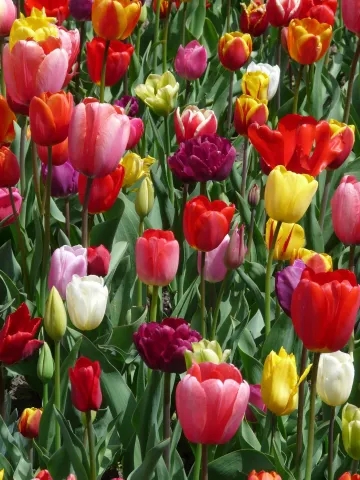Tulpen Tulipa gesneriana