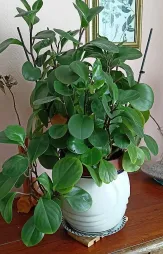 Peperomia magnoliifolia i en potte