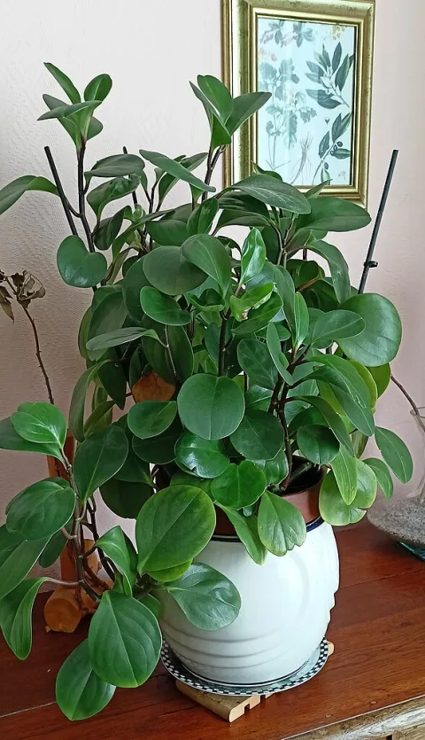 Peperomia magnoliifolia im Topf