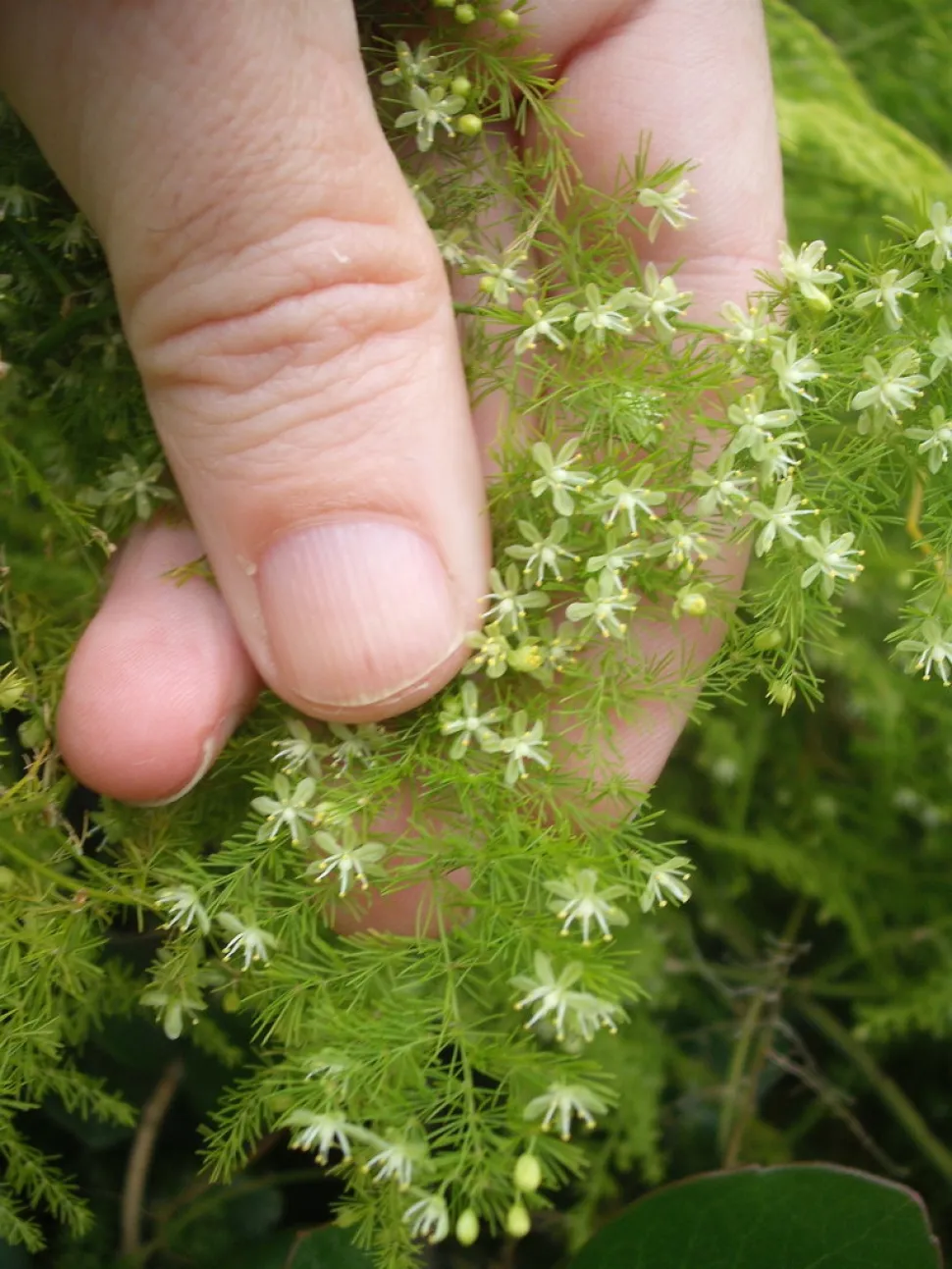 Flores de Asparagus setaceus