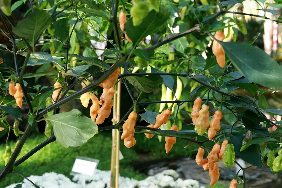 Peperoni allungati capsicum chinense