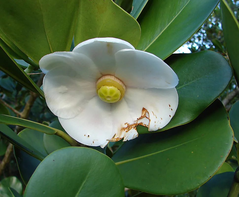 Fiore di Clusia rosea