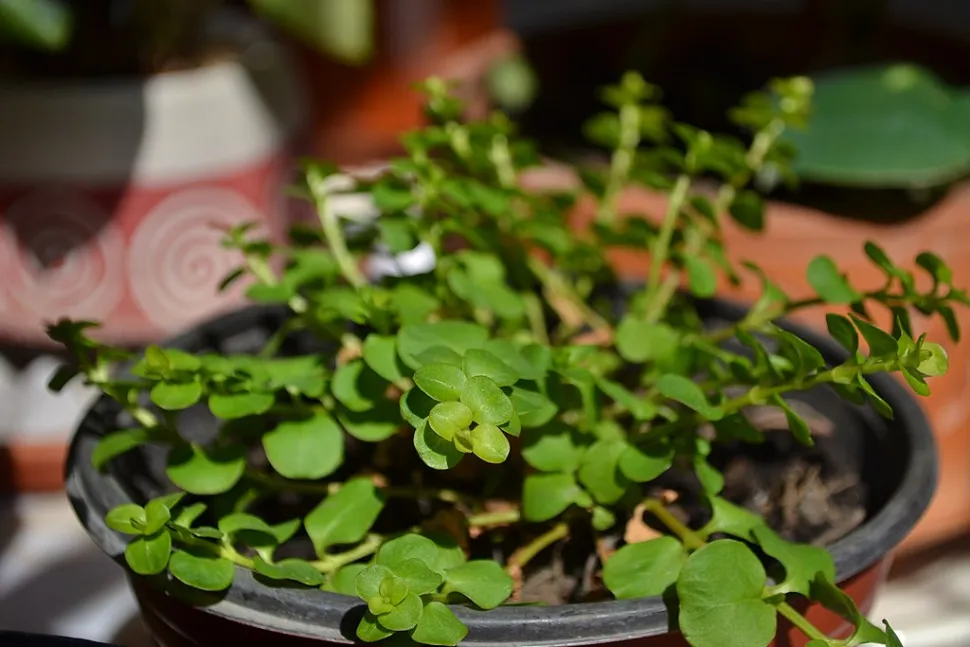Peperomia Hope mit kleinen runden Blättern im Topf