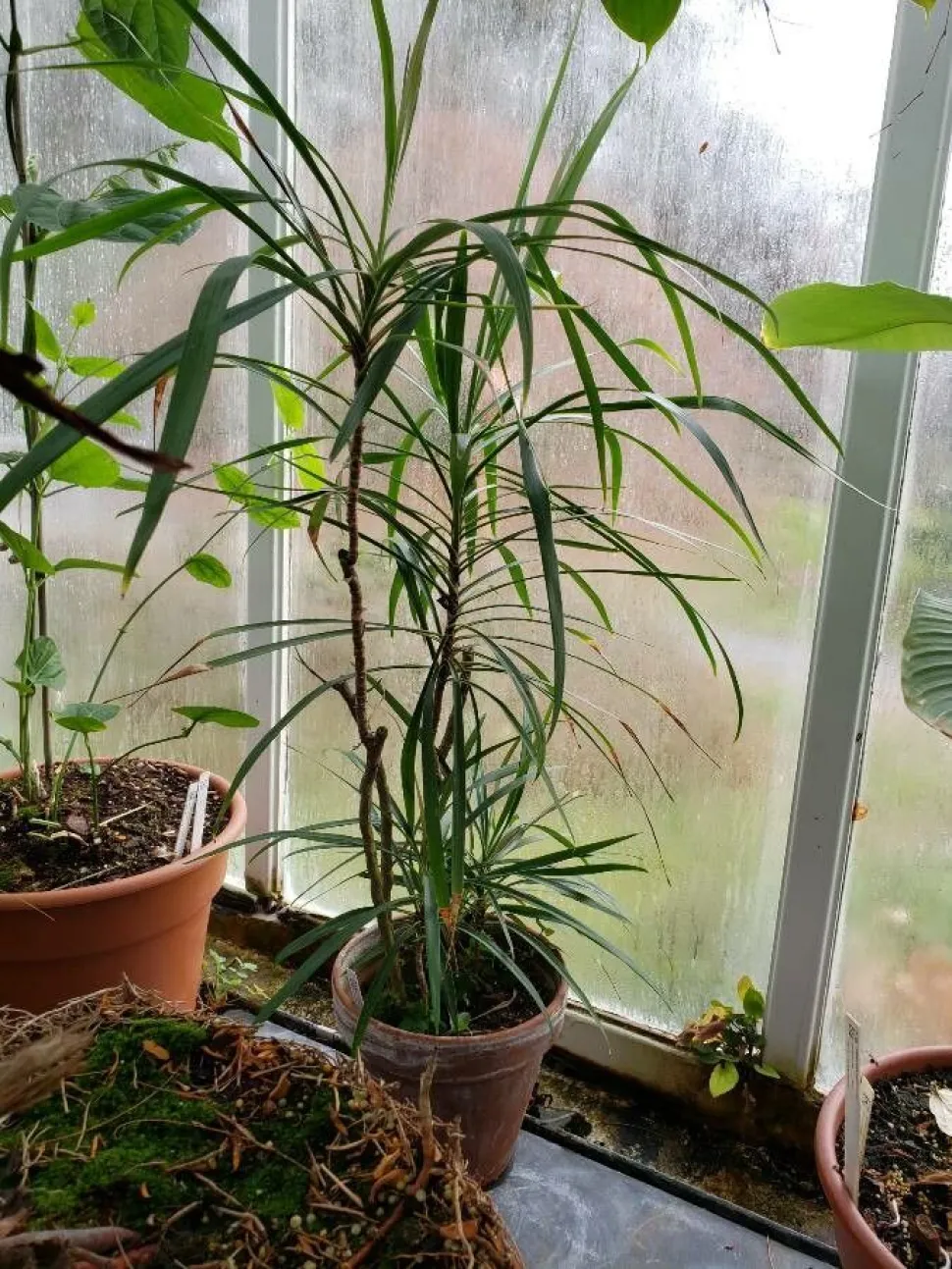 Cordyline stricta en maceta