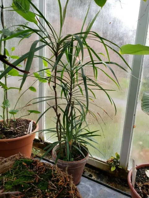 Cordyline stricta in pot