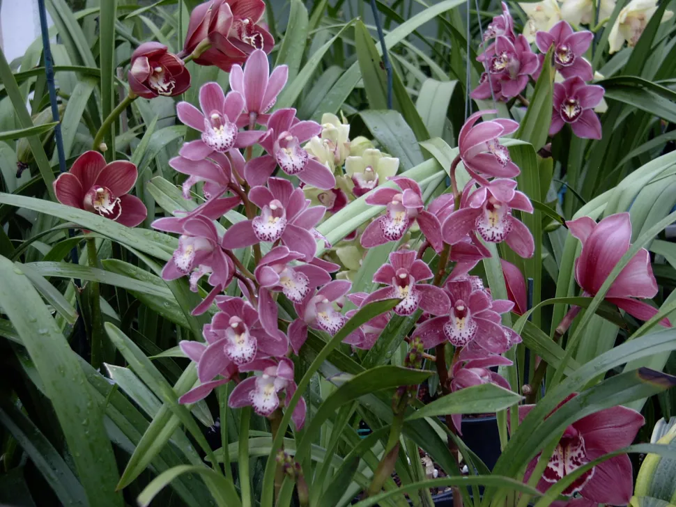 Schiffsorchideen Cymbidium floribundum