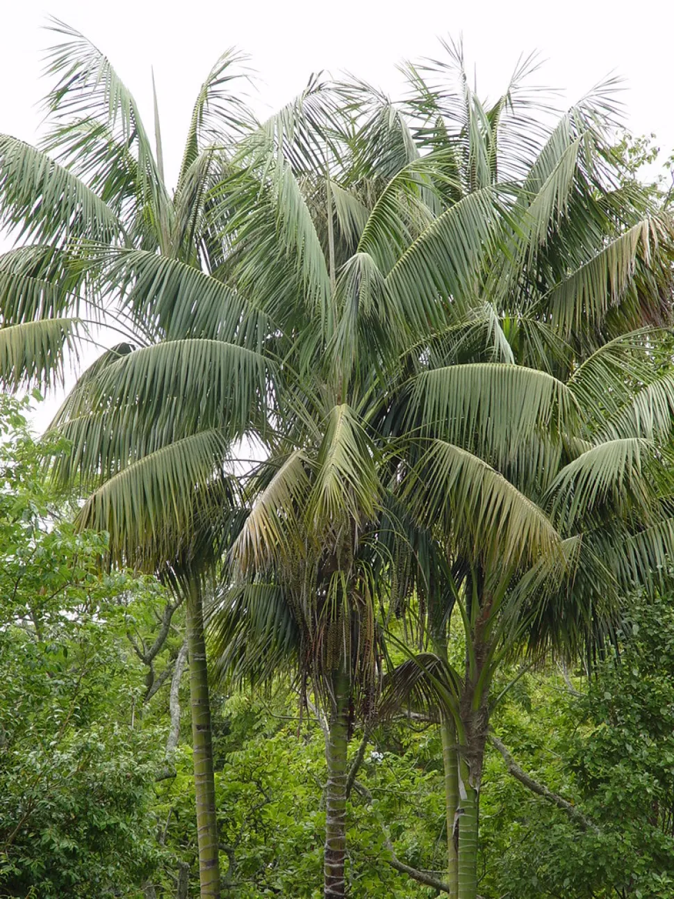 Kentia im Freiland