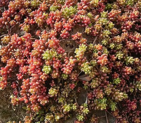 Sedum album klippehave