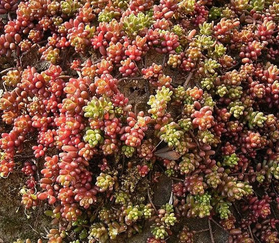 Sedum album rotstuin