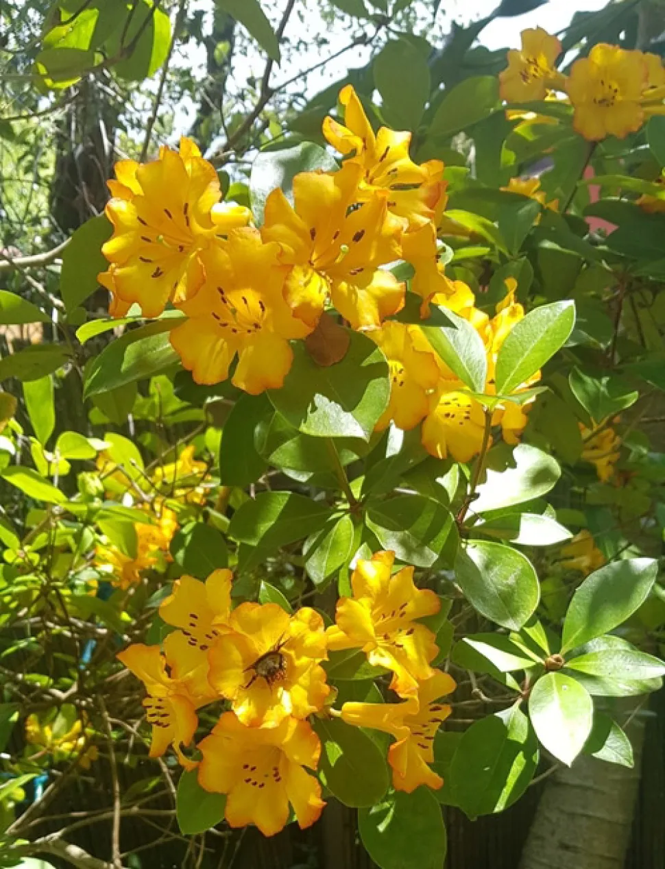 Rhododendron ponticum gelbe Blüten