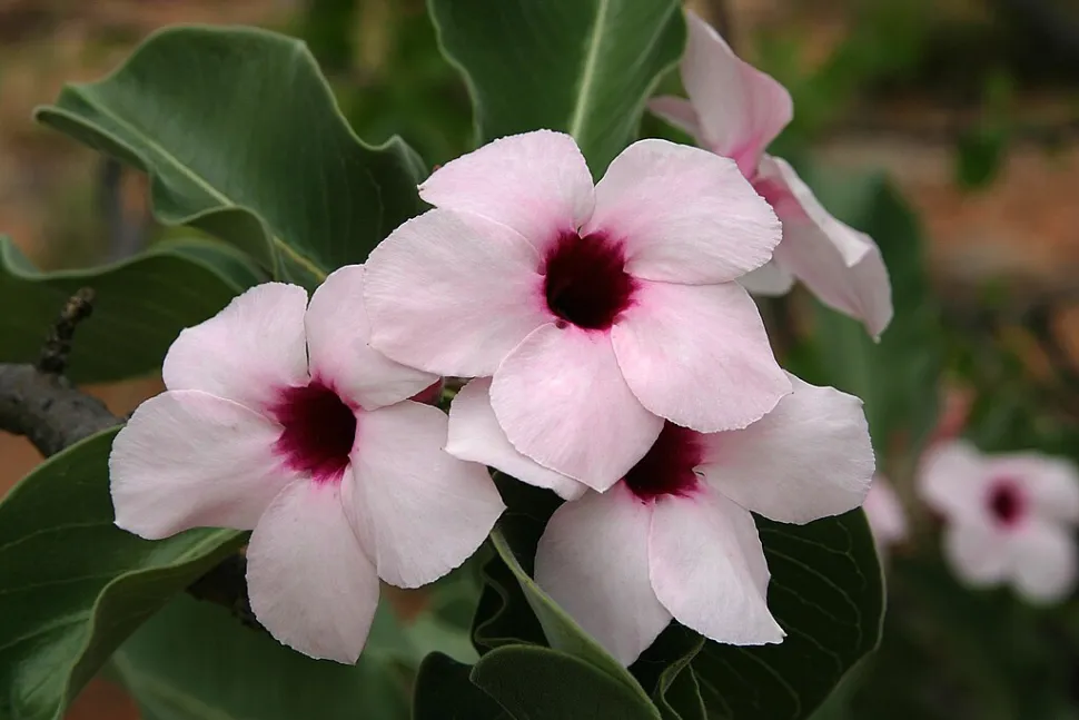 Flores rosa pálido con corazones oscuros Adenium boehmianum