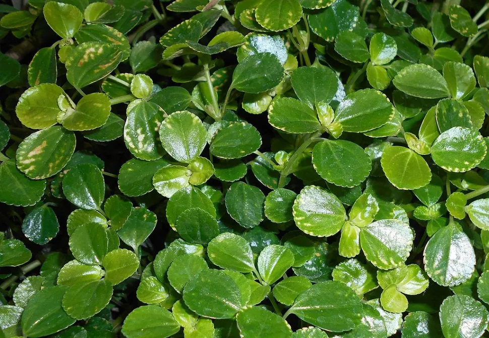 Hojas de Pilea depressa