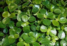 Hojas de Pilea depressa