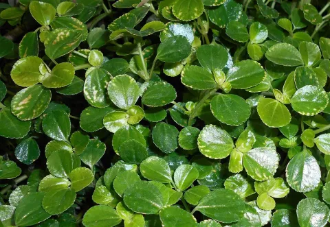 Pilea depressa leaves