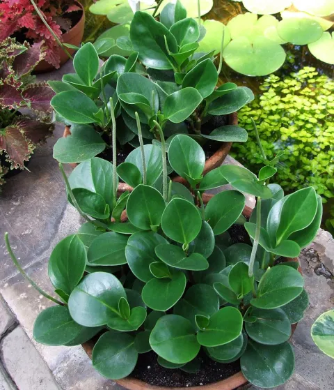 Peperomia obtusifolia im Topf