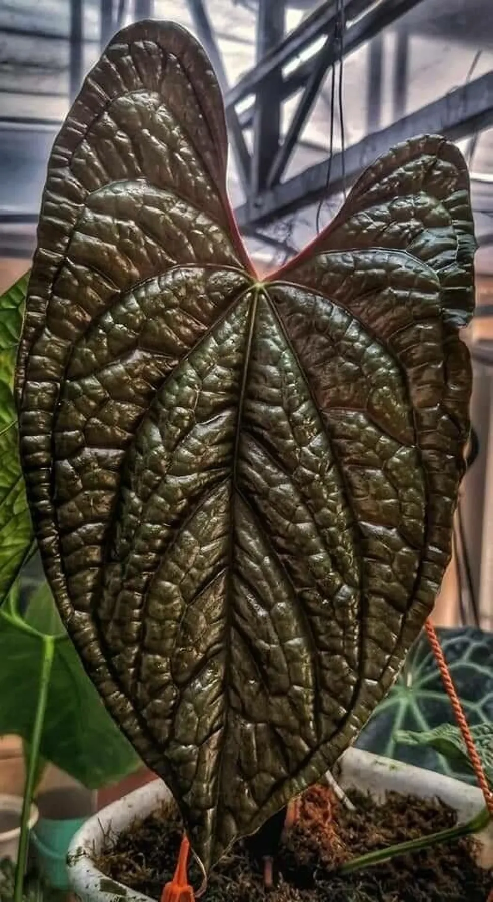 Anthurium luxurians mit dunklem Laub