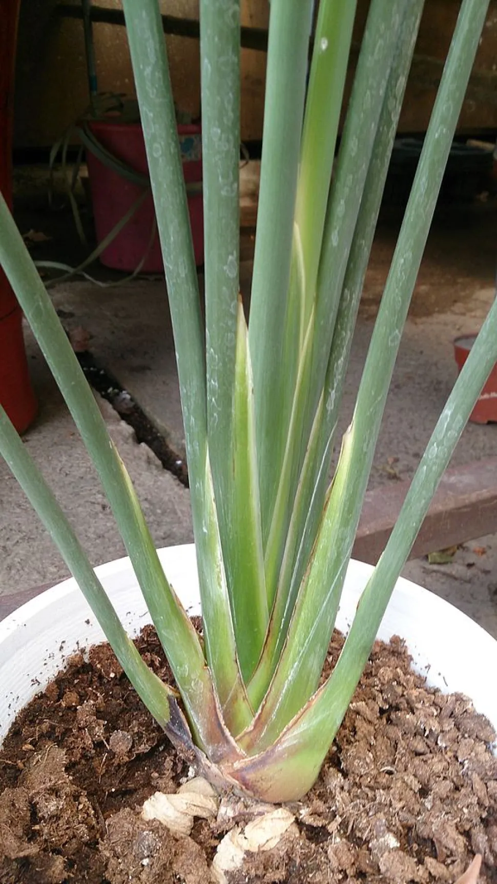 Steli cilindrici di Strelitzia juncea
