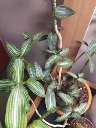 Callisia gentlei in een pot