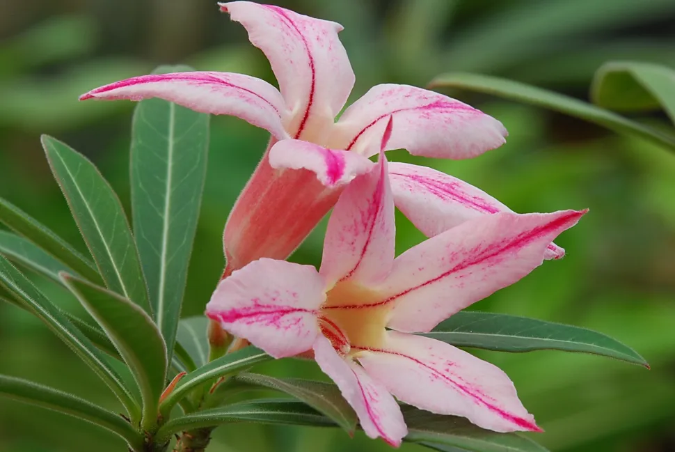 Tweekleurige bloemen Adenium oleifolium