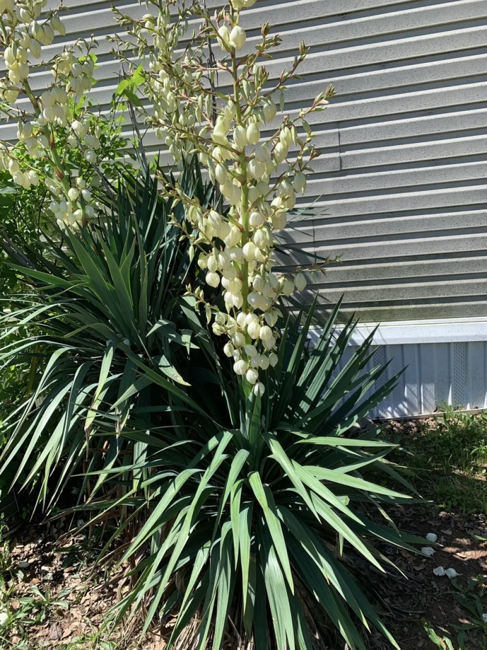 Yucca gloriosa en flor