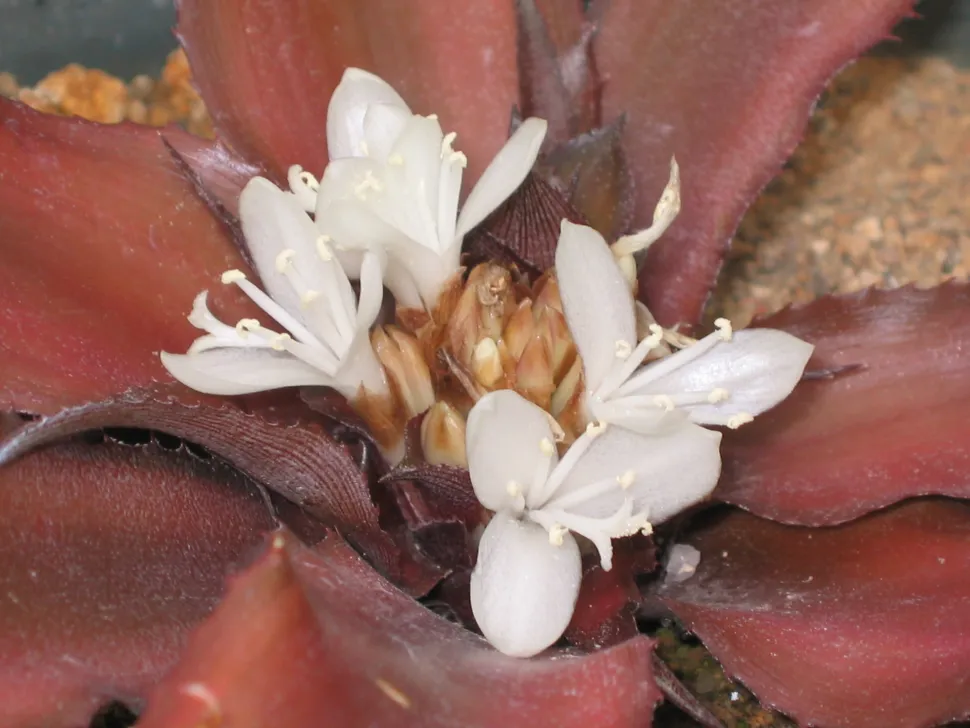 Witte bloemen Cryptanthus bivittatus