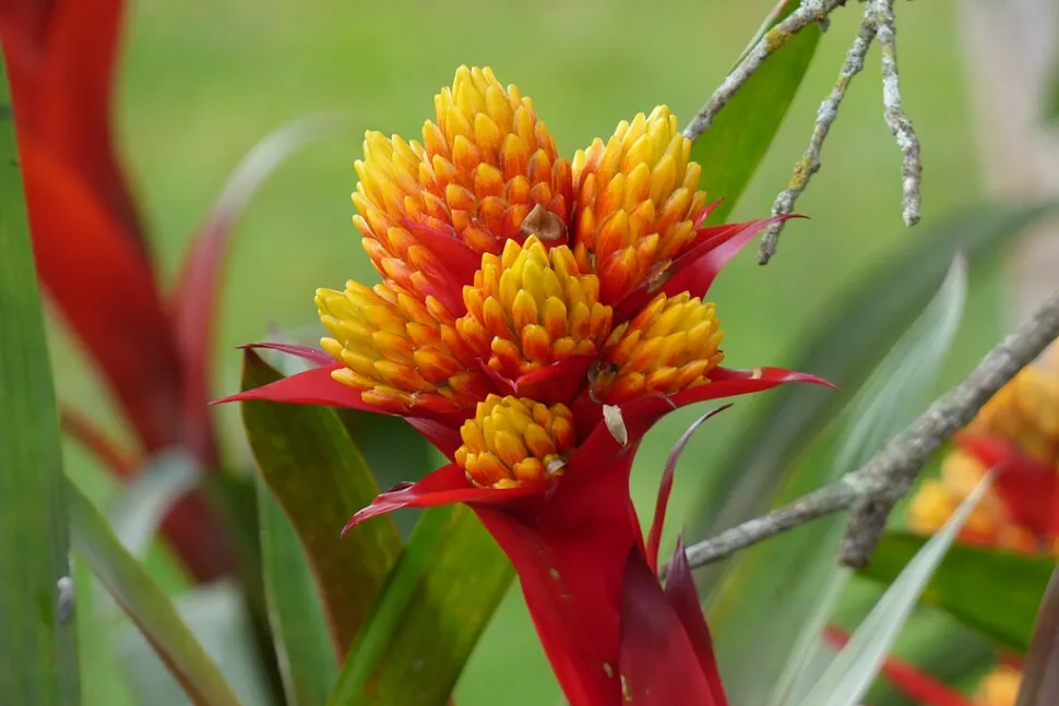 Blomster af Guzmania conifera