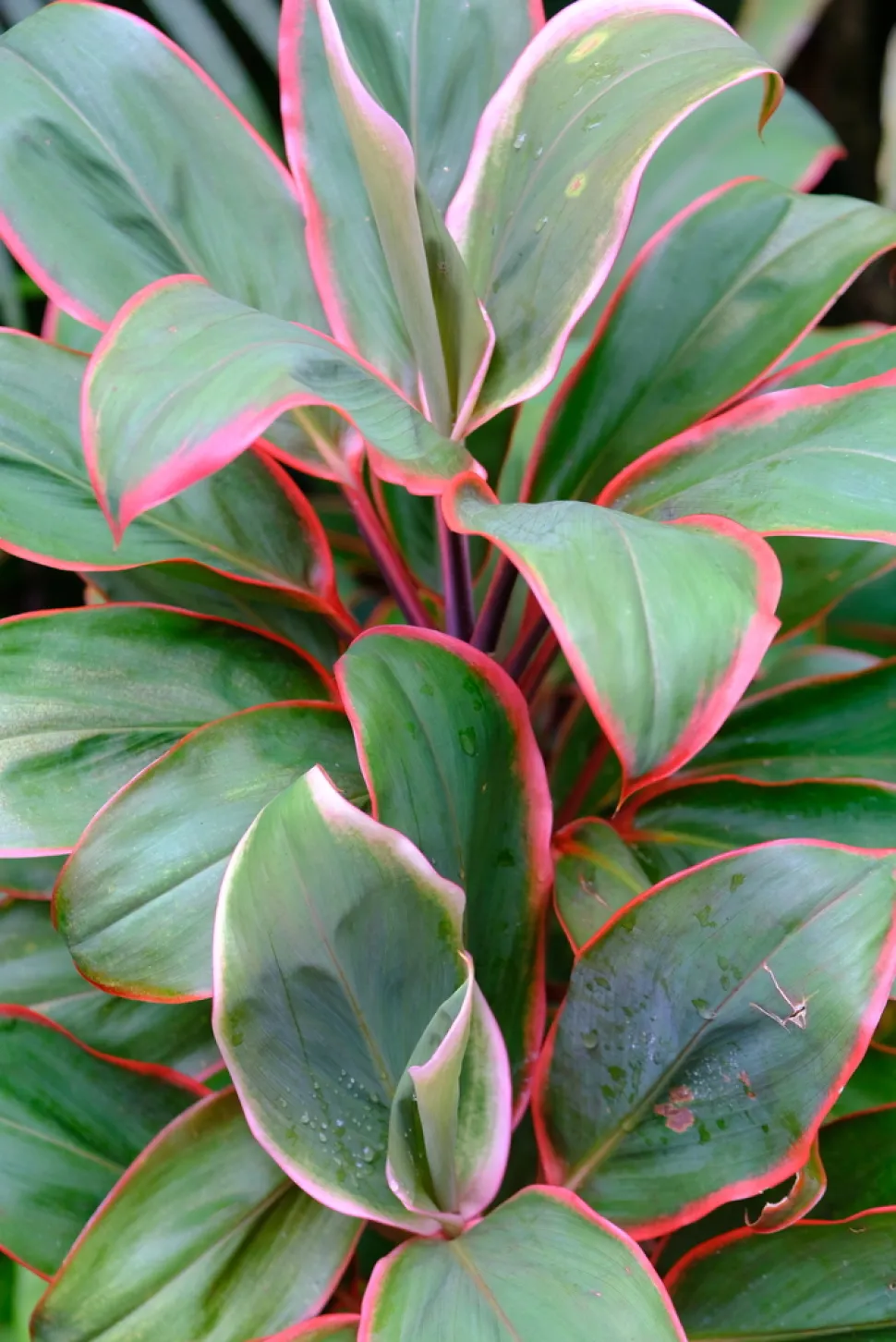 Cordyline fruticosa grønt løv