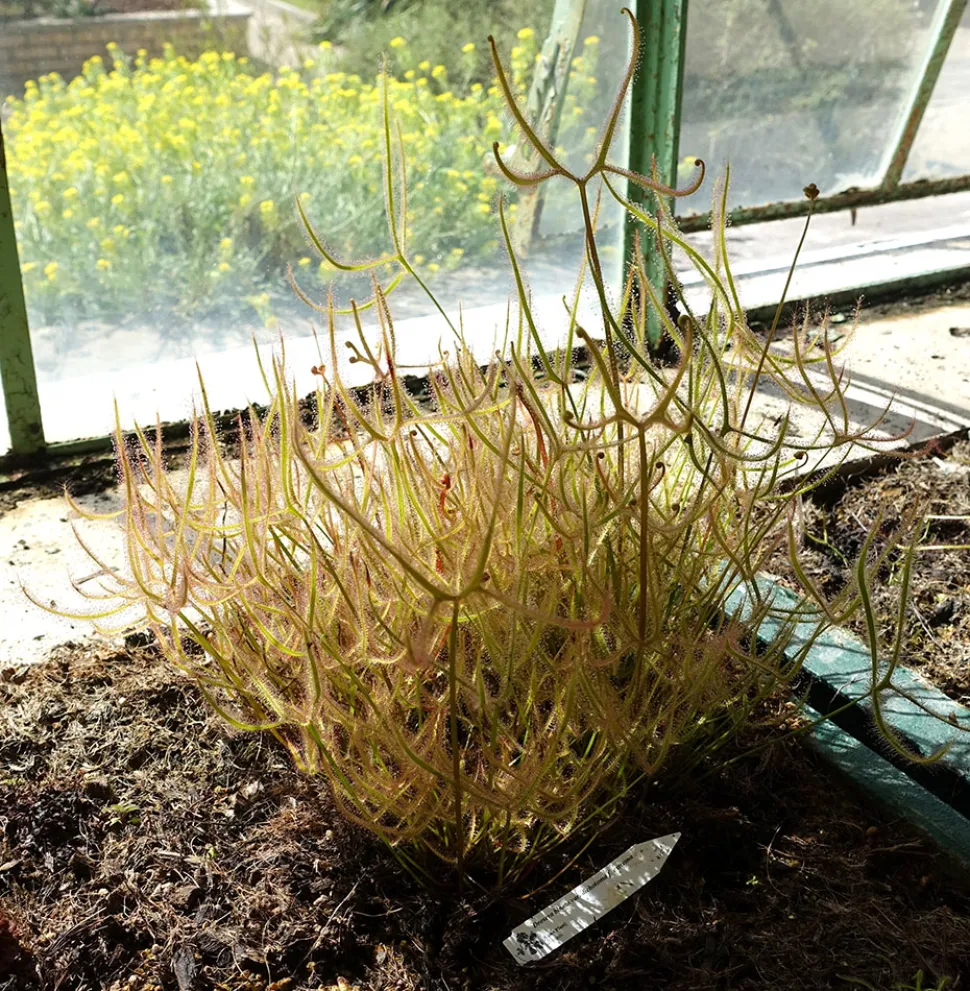 Drosera dichotoma kas