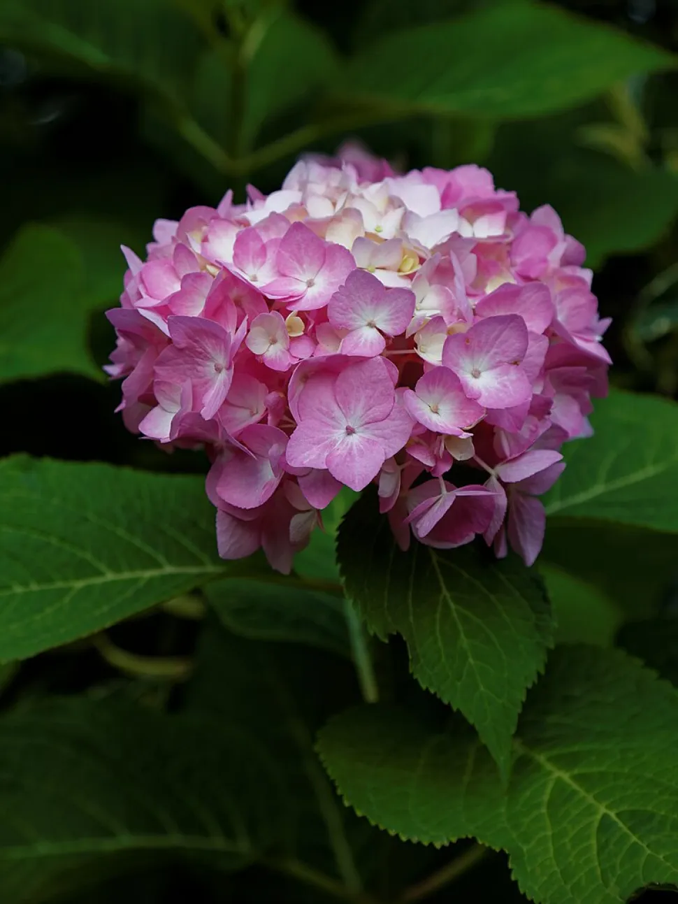 Lyserød hortensia 'Endless Summer'