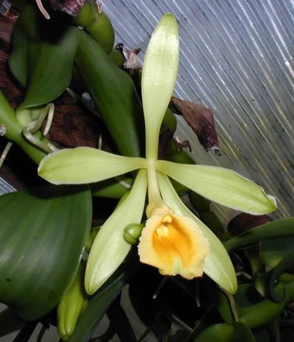 Flor de vainilla planifolia