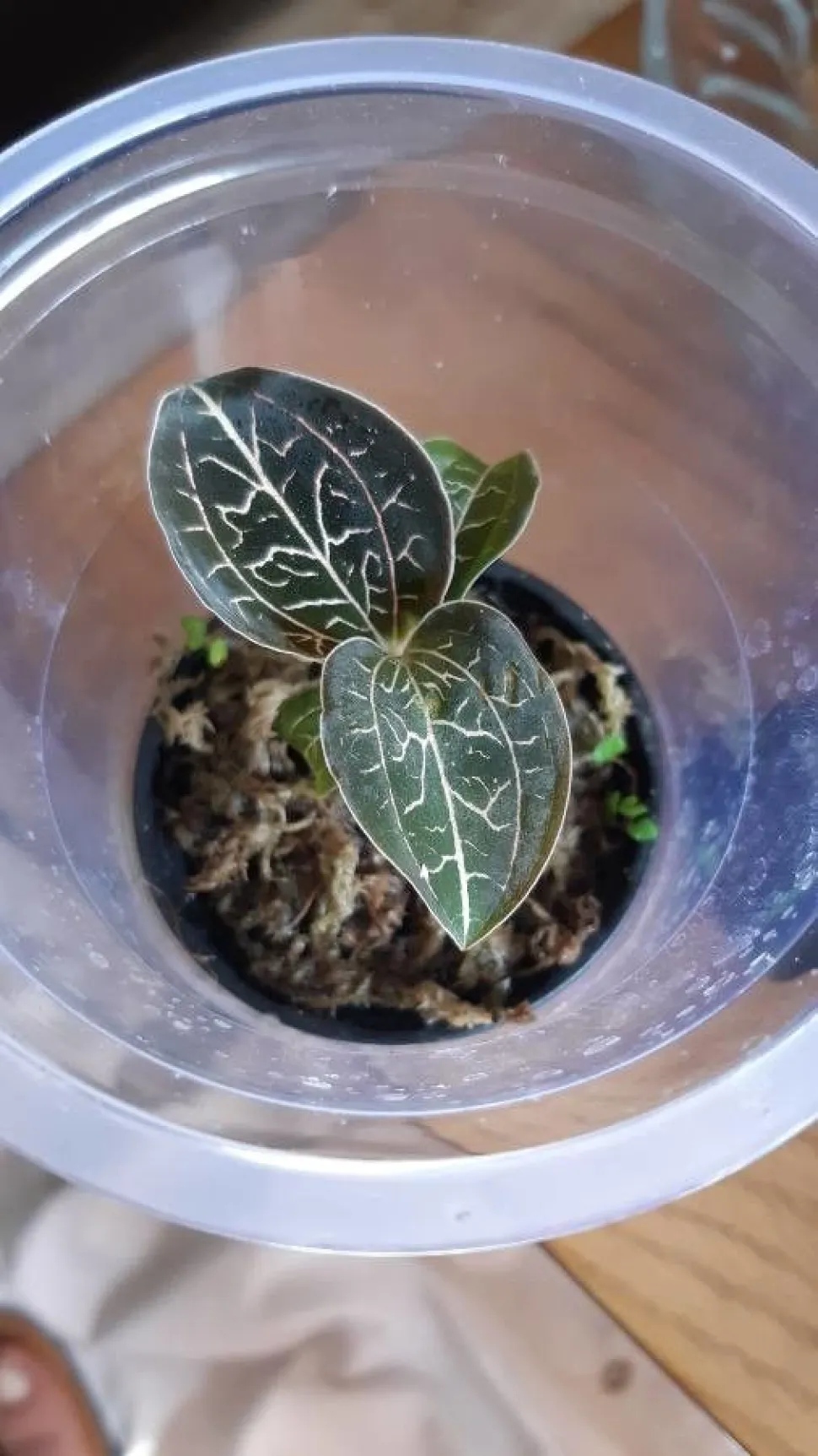 Juwelenorchidee Anoectochilus chapaensis