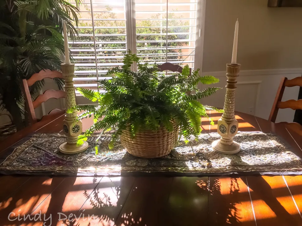 Potted ferns in partial shade