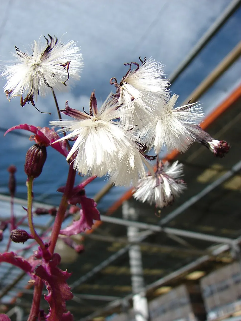 Samen von Gynura aurantiaca