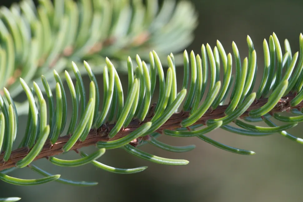 Picea mariana nåle