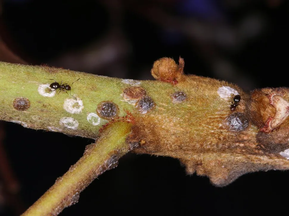 Cochenille à bouclier
