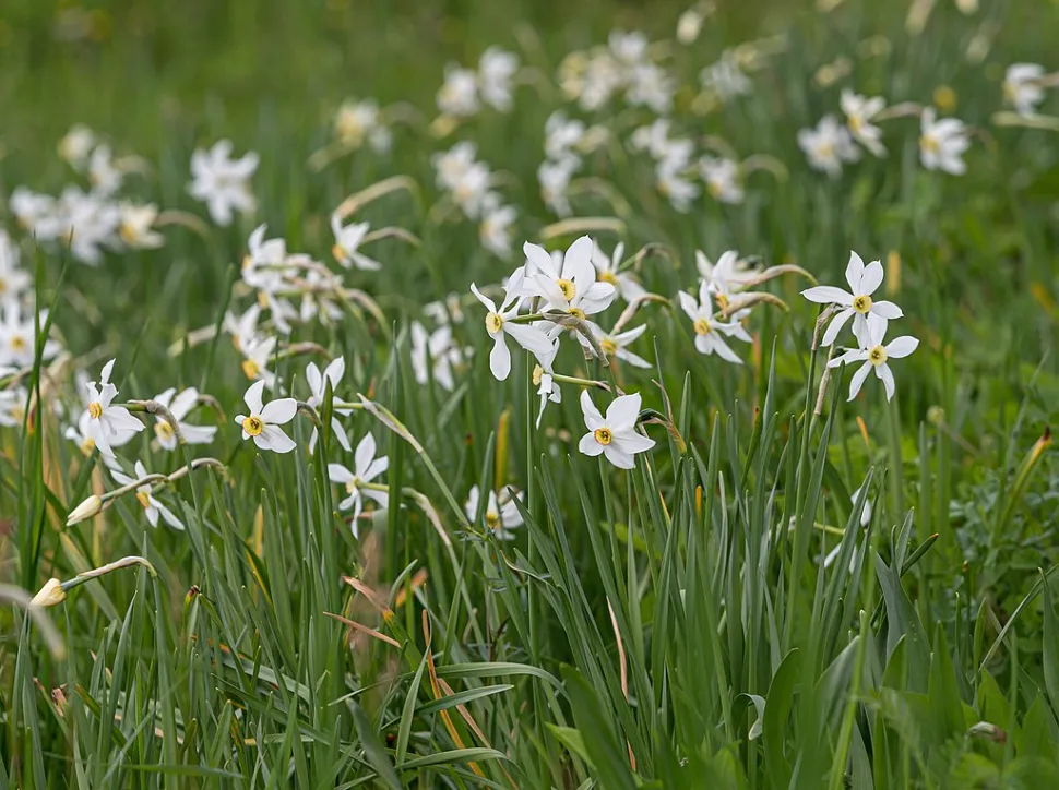 Narcissus poeticus in bloei