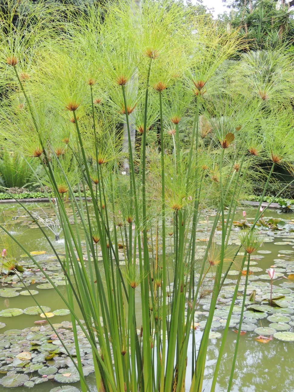 Papiro in uno stagno