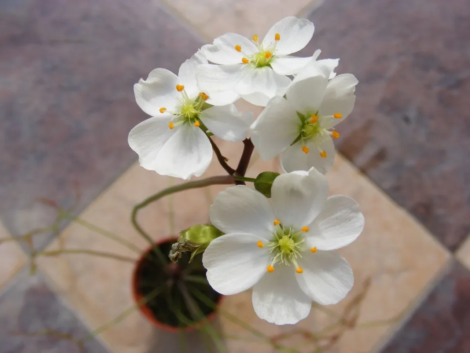 Witte bloemen Drosera multifida