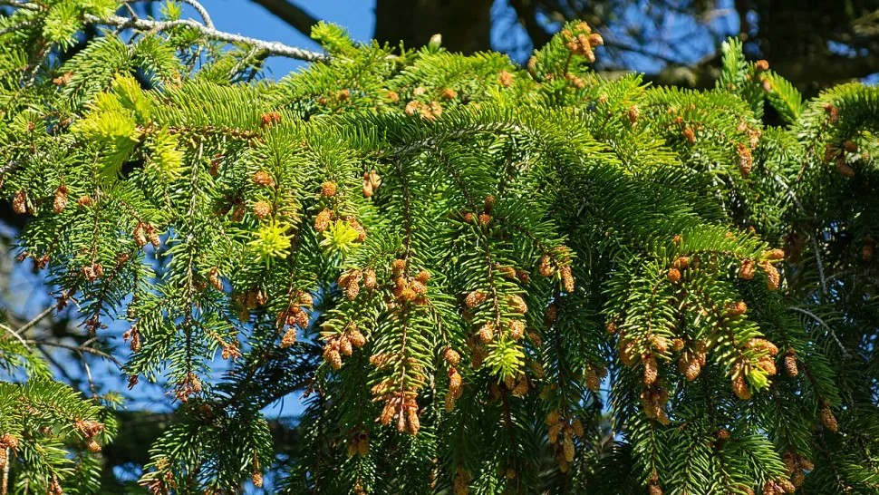 Common spruce leaves