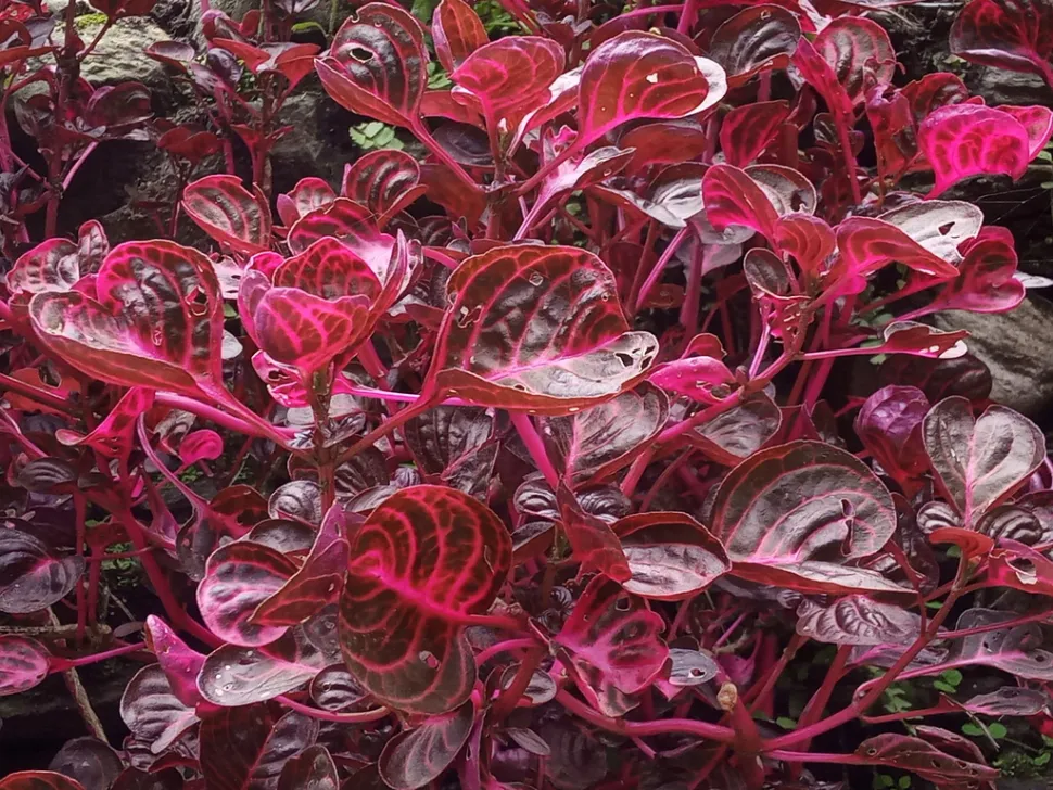 Herbst Iresine rood gebladerte