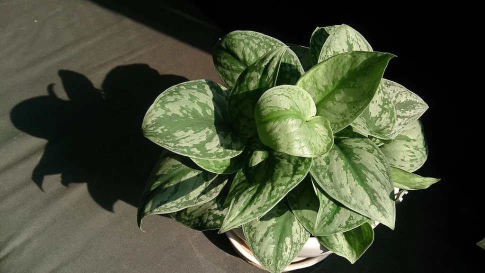 Scindapsus pictus im Topf