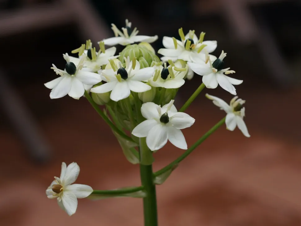 Bloeiende stengel Ornithogalum arabicum