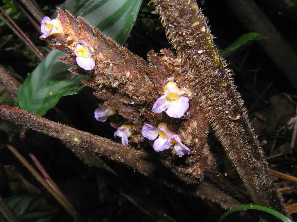 Flores de color violeta cremoso Ctenanthe setosa