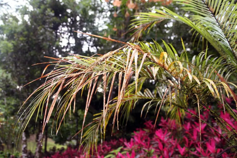 Syagrus weddelliana cams